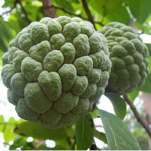 Custard Apple 1/2 KG