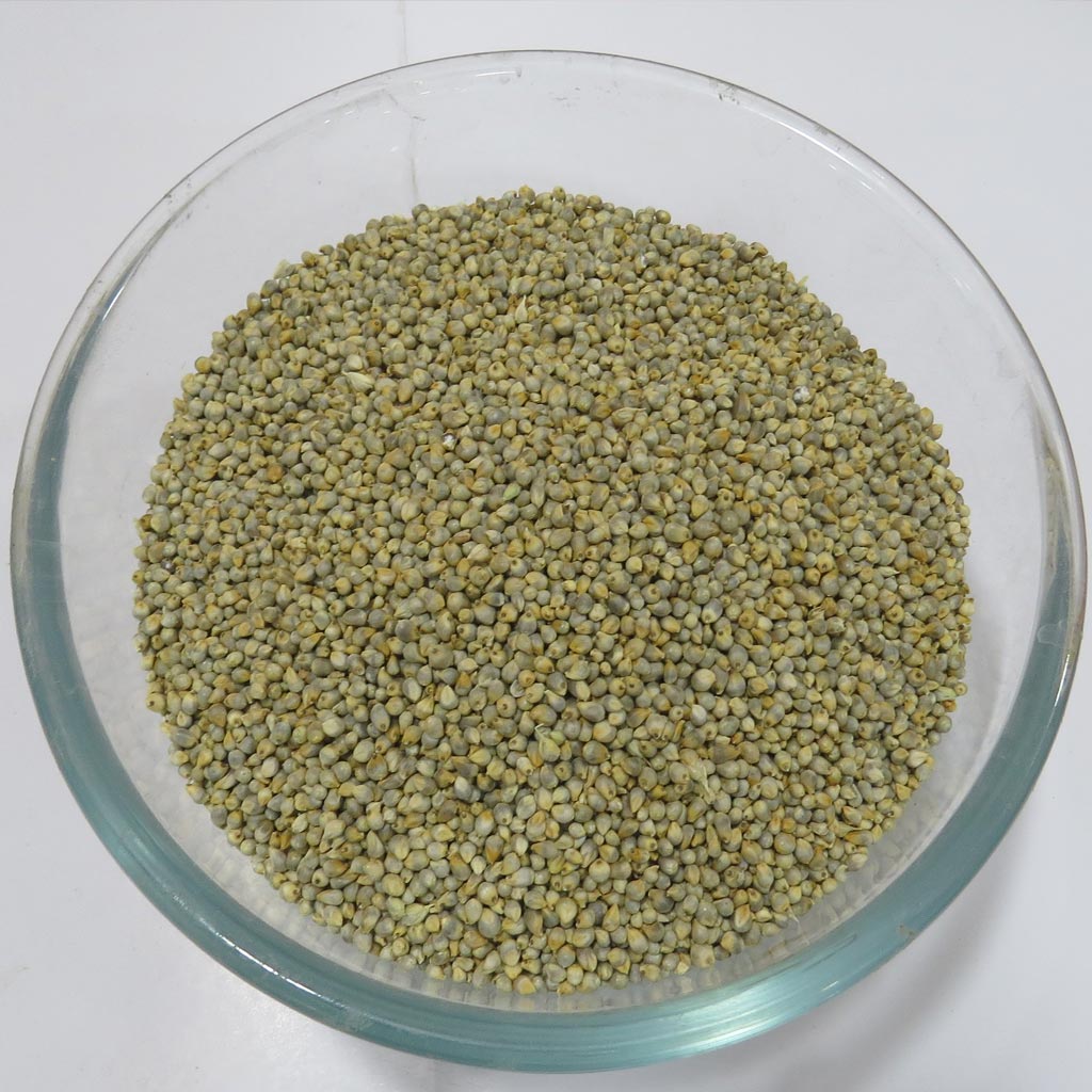 Pearl Millet (Kambu) 1/2 KG