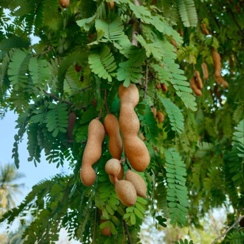 Tamarind 1/2 KG